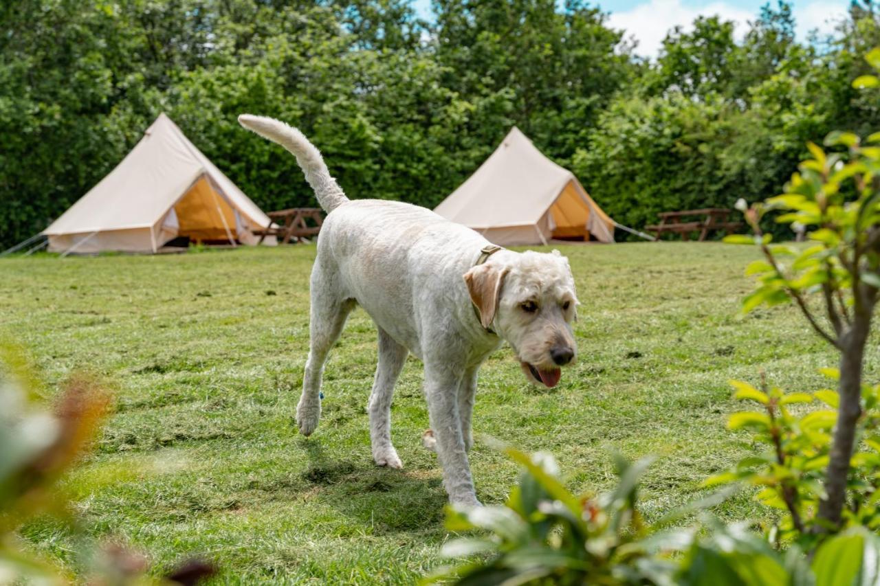 Bell Tent Glamping At Marwell Resort Winchester Bagian luar foto